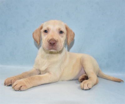 Labrador Retriever-DOG-Female-Yellow-5535-Petland Monroeville, PA