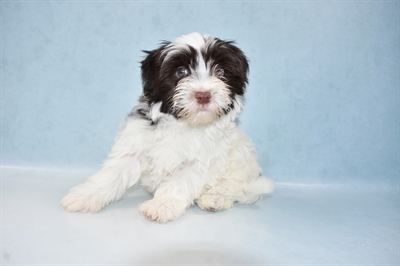 Havanese-DOG-Male-Chocolate-5536-Petland Monroeville, PA
