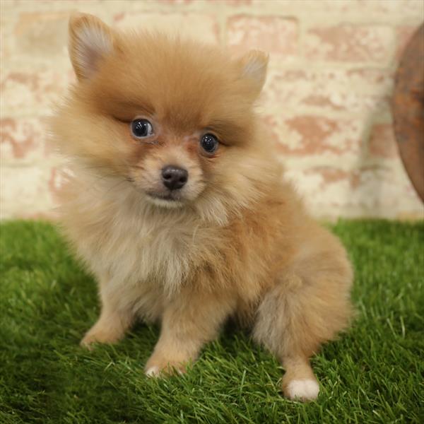 Pomeranian-DOG-Male-Orange-5537-Petland Monroeville, PA