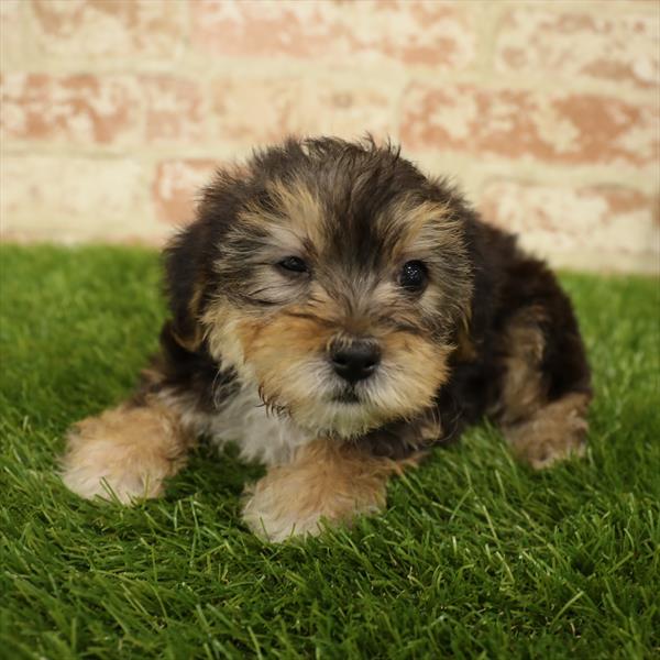 Morkie-DOG-Female-Black / Tan-5538-Petland Monroeville, PA