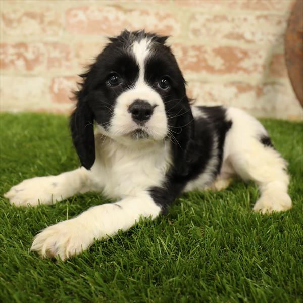 Cocker Spaniel-DOG-Male-Black / White-5539-Petland Monroeville, PA