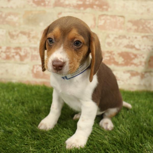 Beagle-DOG-Male-Chocolate / White-5540-Petland Monroeville, PA