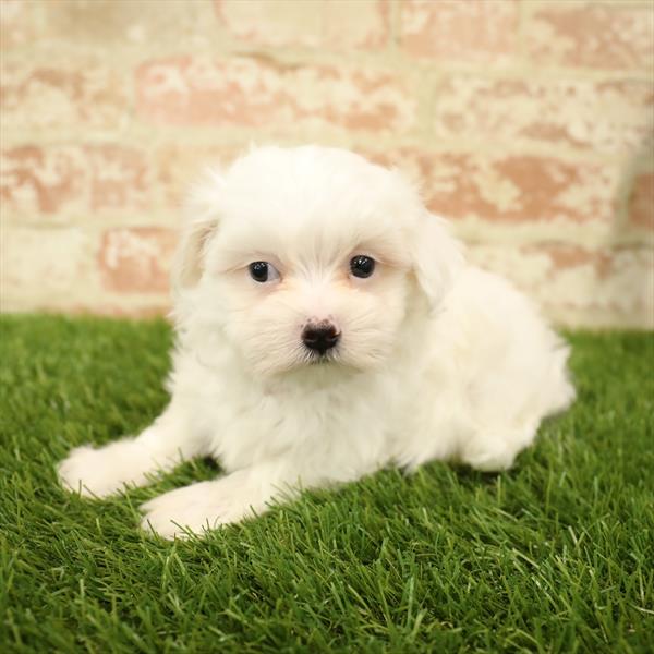 Maltese-DOG-Male-White-5541-Petland Monroeville, PA