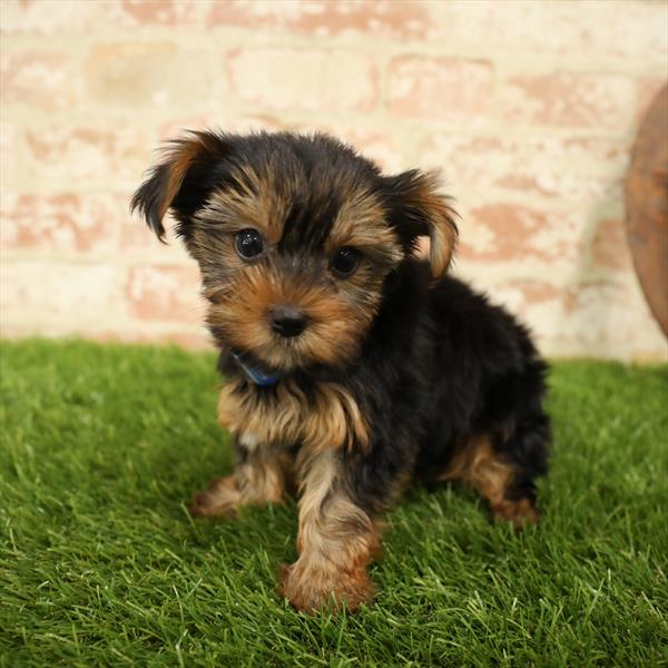 Yorkie-DOG-Female-Black / Tan-5542-Petland Monroeville, PA