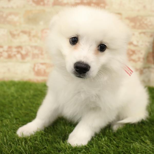 Hybrid-DOG-Female-White-5544-Petland Monroeville, PA