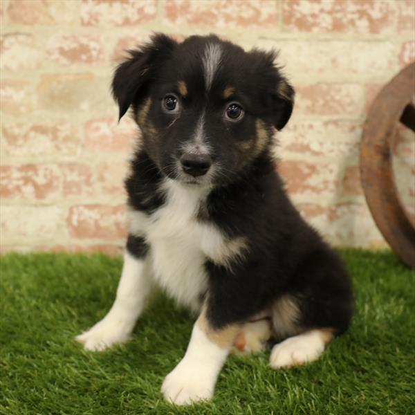 Miniature Australian Shepherd-DOG-Male-Black-5545-Petland Monroeville, PA
