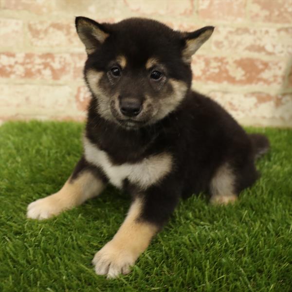 Shiba Inu-DOG-Male-Black / Tan-5546-Petland Monroeville, PA