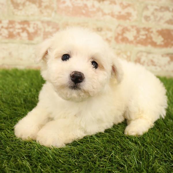 Bichon-DOG-Female-White-5548-Petland Monroeville, PA