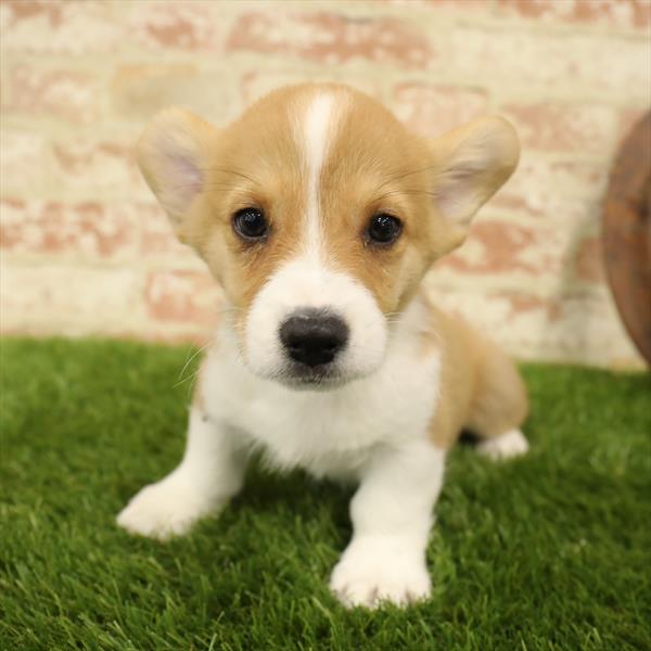 Pembroke Welsh Corgi-DOG-Male-Red / White-5549-Petland Monroeville, PA
