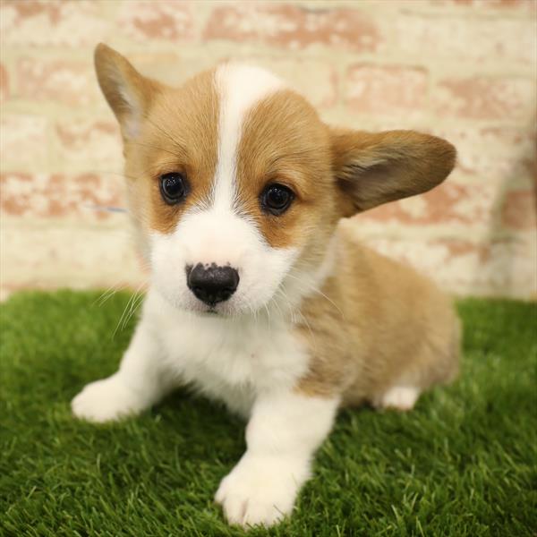 Pembroke Welsh Corgi-DOG-Male-Sable / White-5550-Petland Monroeville, PA