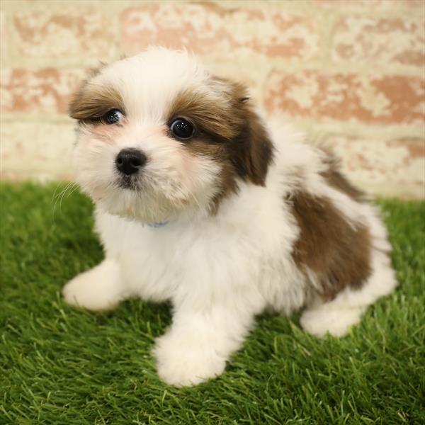Havanese-DOG-Male-Golden-5551-Petland Monroeville, PA