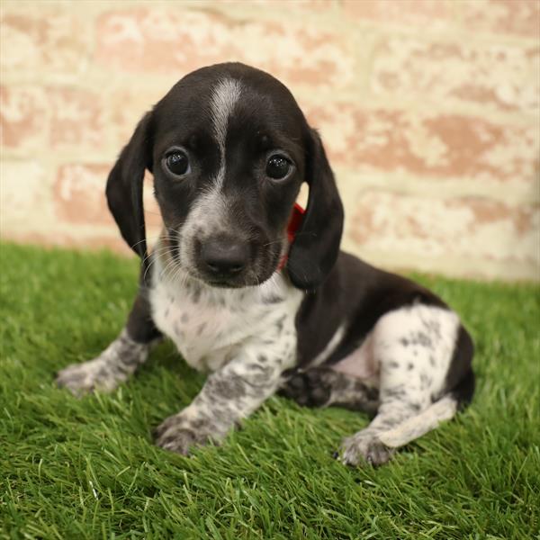 Dachshund-DOG-Male-Black / Tan-5552-Petland Monroeville, PA
