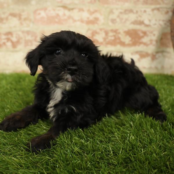 Maltechon-DOG-Male-Black-5553-Petland Monroeville, PA