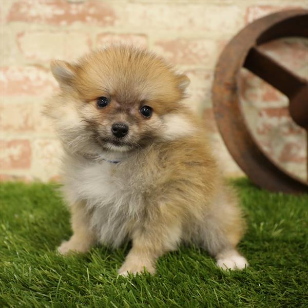 Pomeranian-DOG-Male-Orange Sable-5554-Petland Monroeville, PA