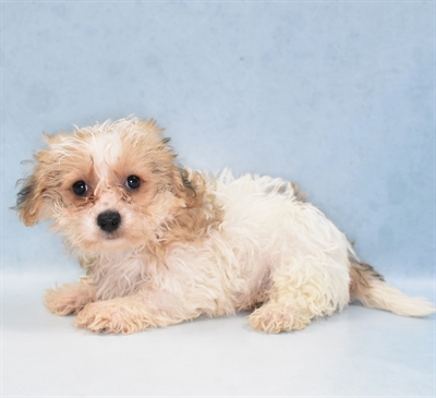 Yochon-DOG-Female-Gold-5577-Petland Monroeville, PA