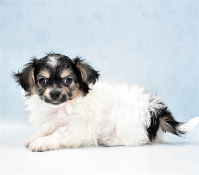 Havanese-DOG-Male-Black and Tan-5578-Petland Monroeville, PA