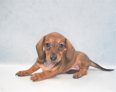 Dachshund-DOG-Female-Red-5579-Petland Monroeville, PA