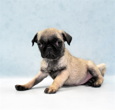 Pug-DOG-Female-Fawn-5580-Petland Monroeville, PA
