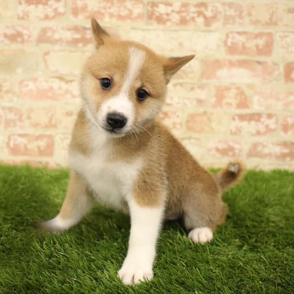 Shiba Inu-DOG-Male-Red Sesame-5581-Petland Monroeville, PA