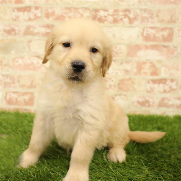 Golden Retriever-DOG-Male-Golden-5582-Petland Monroeville, PA