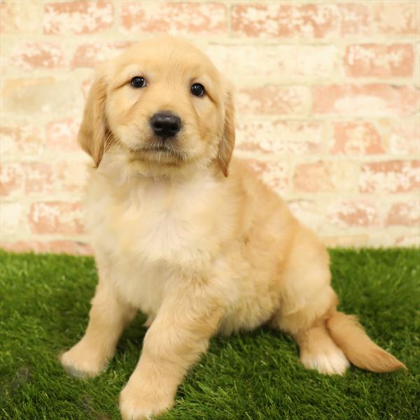 Golden Retriever-DOG-Female-Golden-5583-Petland Monroeville, PA