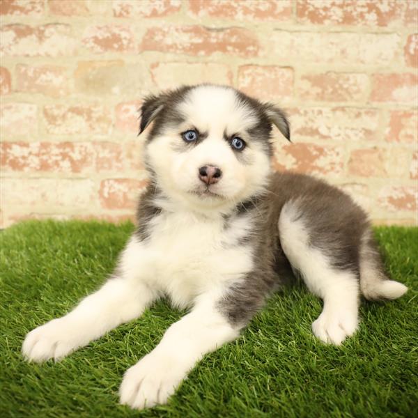 Siberian Husky-DOG-Female-Black / White-5584-Petland Monroeville, PA
