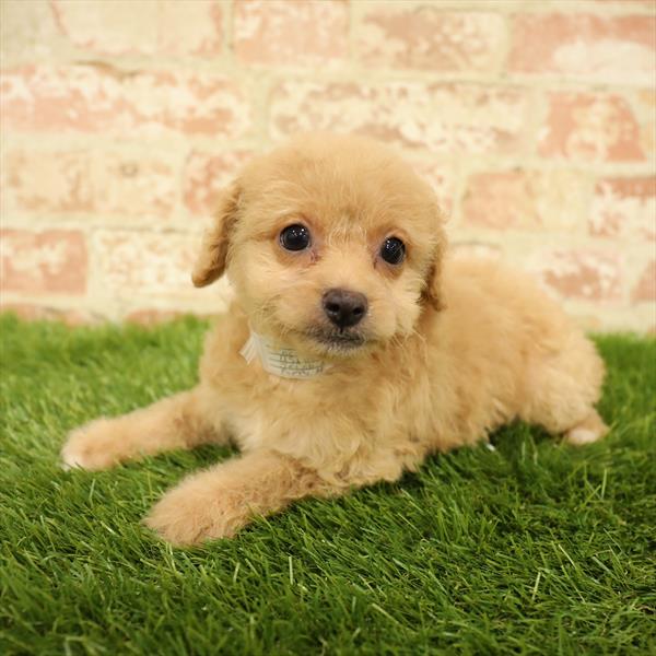 Hybrid-DOG-Female-Apricot-5585-Petland Monroeville, PA