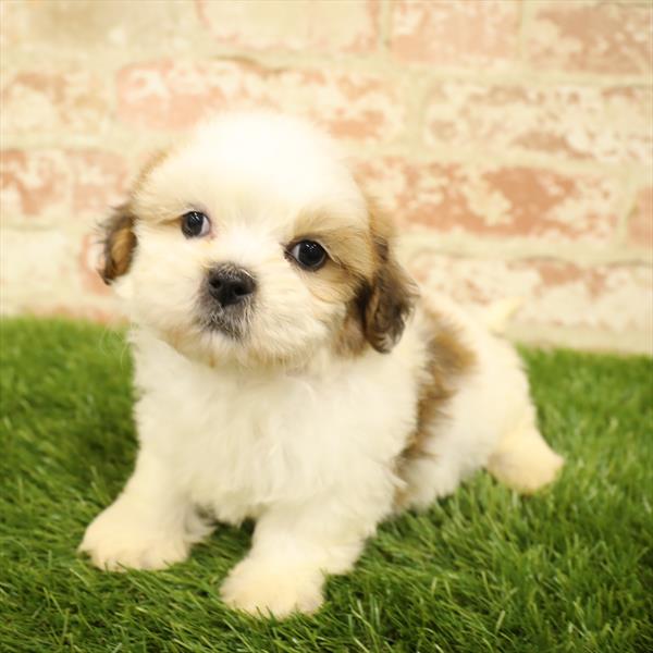 Teddy Bear-DOG-Male-Gold / White-5586-Petland Monroeville, PA