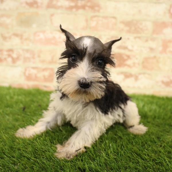 Mini Schnauzer-DOG-Female-Black / White-5587-Petland Monroeville, PA