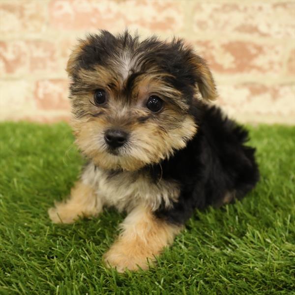Yorkie-DOG-Female-Black / Tan-5588-Petland Monroeville, PA