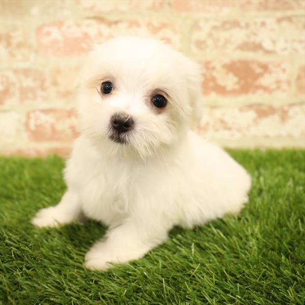 Maltese-DOG-Female-White-5589-Petland Monroeville, PA