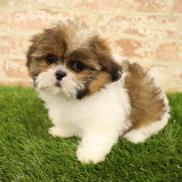 Shih Tzu-DOG-Female-Gold / White-5590-Petland Monroeville, PA