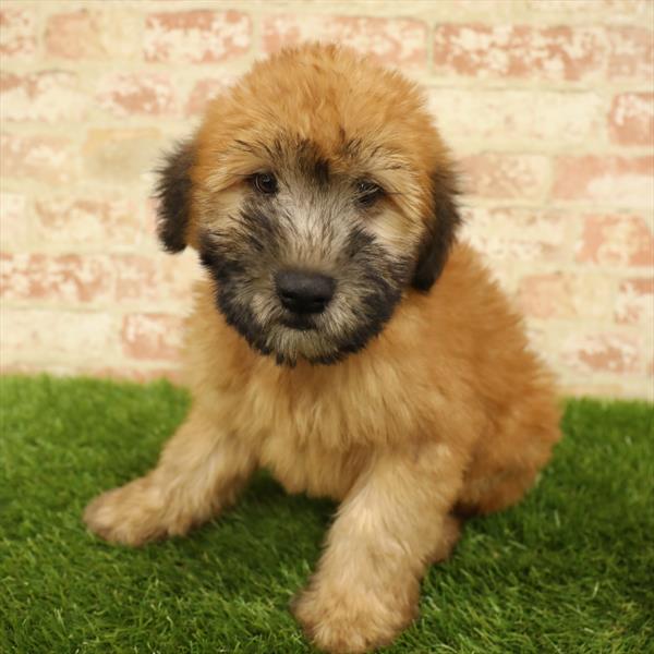 Soft Coated Wheaten Terrier-DOG-Male-Wheaten-5591-Petland Monroeville, PA
