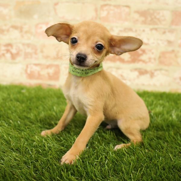 Chihuahua-DOG-Male-Fawn-5592-Petland Monroeville, PA