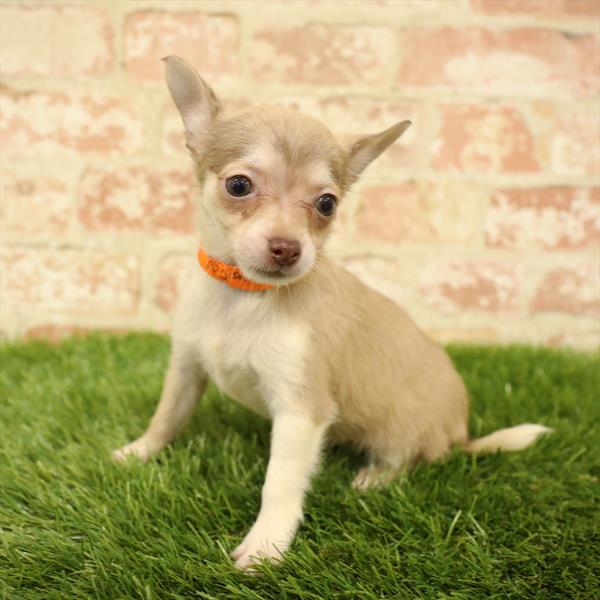 Chihuahua-DOG-Female-Fawn / White-5593-Petland Monroeville, PA