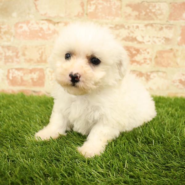 Bichon-DOG-Male-White-5594-Petland Monroeville, PA