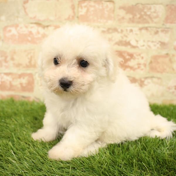 Bichon-DOG-Female-White-5595-Petland Monroeville, PA