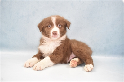 Australian Shepherd-DOG-Male-Red-5616-Petland Monroeville, PA