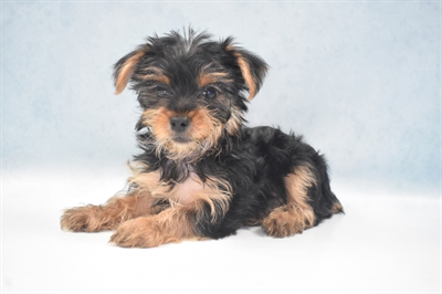 Yorkie-DOG-Male-Black and Tan-5617-Petland Monroeville, PA