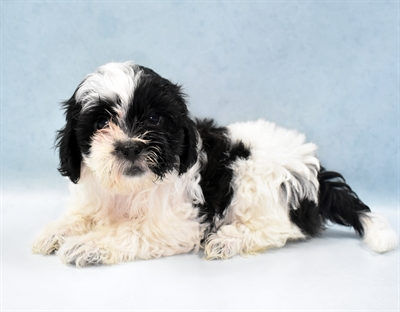 Teddy Bear-DOG-Female-Black and White-5619-Petland Monroeville, PA