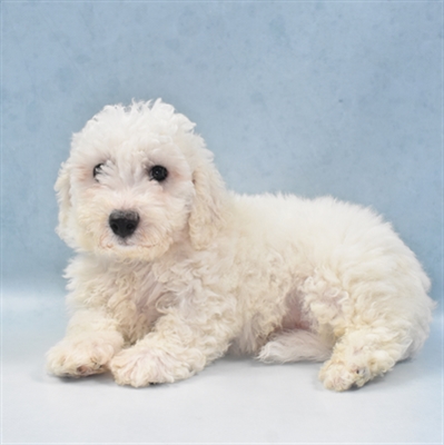 Bichon-DOG-Male-White-5620-Petland Monroeville, PA