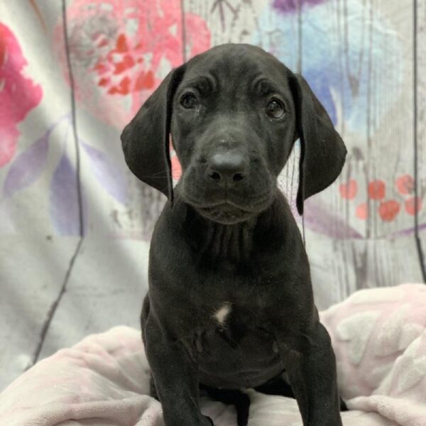 Great Dane-DOG-Female-Black-5621-Petland Monroeville, PA