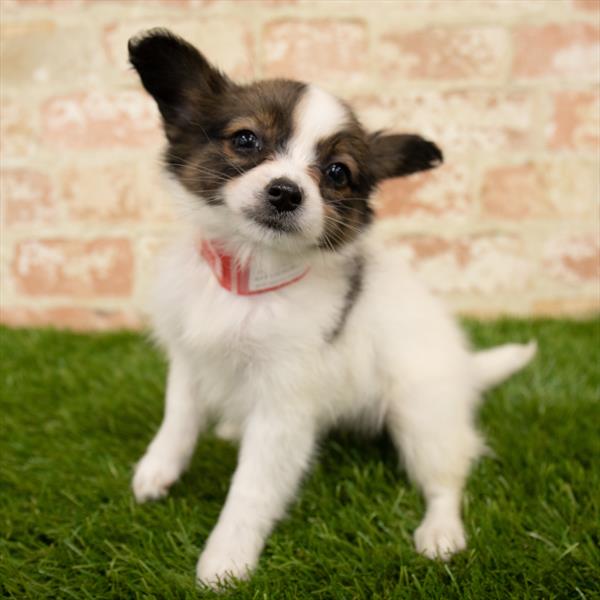 Papillon-DOG-Female-Sable / White-5624-Petland Monroeville, PA