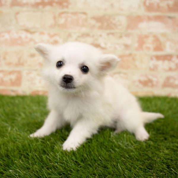 American Eskimo-DOG-Female-White-5625-Petland Monroeville, PA