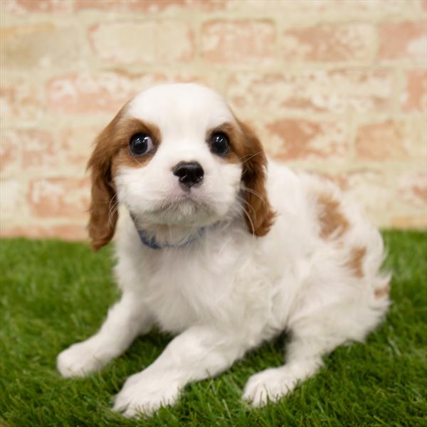 Cavalier King Charles Spaniel-DOG-Female-Blenheim-5626-Petland Monroeville, PA
