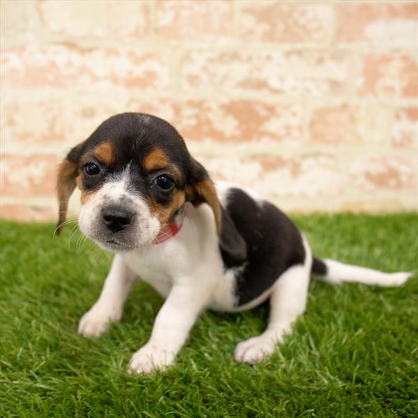 Beagle-DOG-Female-Black White / Tan-5627-Petland Monroeville, PA