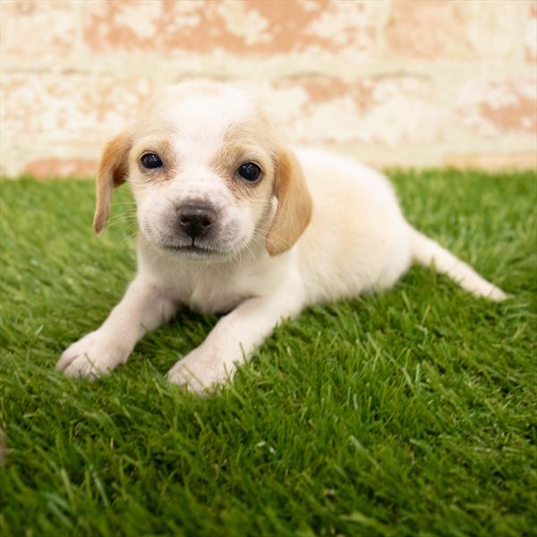 Beagle-DOG-Male-Lemon / White-5628-Petland Monroeville, PA
