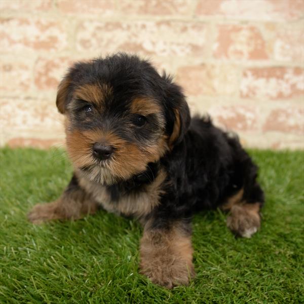 Yorkie-DOG-Female-Black / Tan-5629-Petland Monroeville, PA