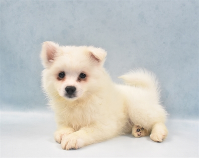 American Eskimo-DOG-Male-White-5659-Petland Monroeville, PA
