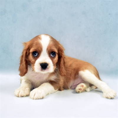 Cavalier King Charles Spaniel-DOG-Male-Blenheim-5660-Petland Monroeville, PA